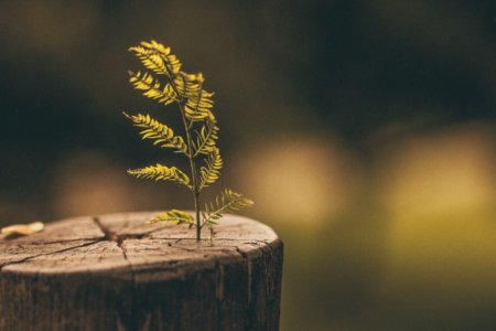 The Sadness of the Separated Tree Trunk