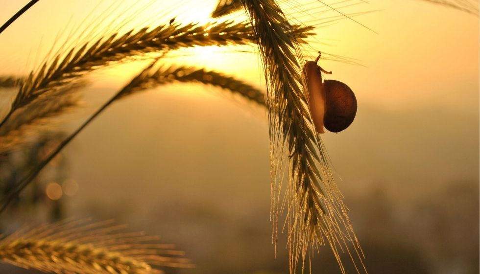 a-believer-is-involved-in-life-patience