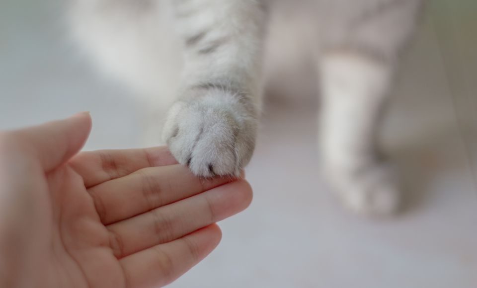 what-does-the-hadith-say-about-mercy-for-animal